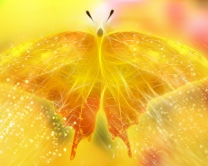 yellow_butterfly_wallpapers-normal5-4.jpg