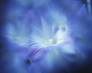 hd-wallpapers-download-flowers-wallpaper-blue-flower-1280x1024-wallpaper